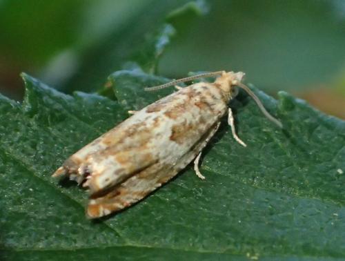 Epinotia abbreviana